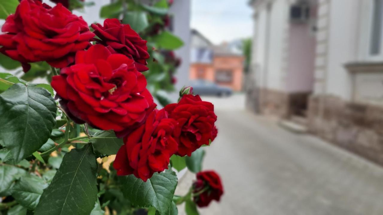 Apartments Spring Čačak Zewnętrze zdjęcie